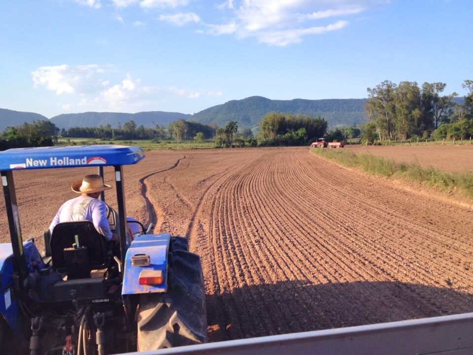 Semeadura de Arroz no RS Patina diante do Clima Adverso e Preços em Baixa