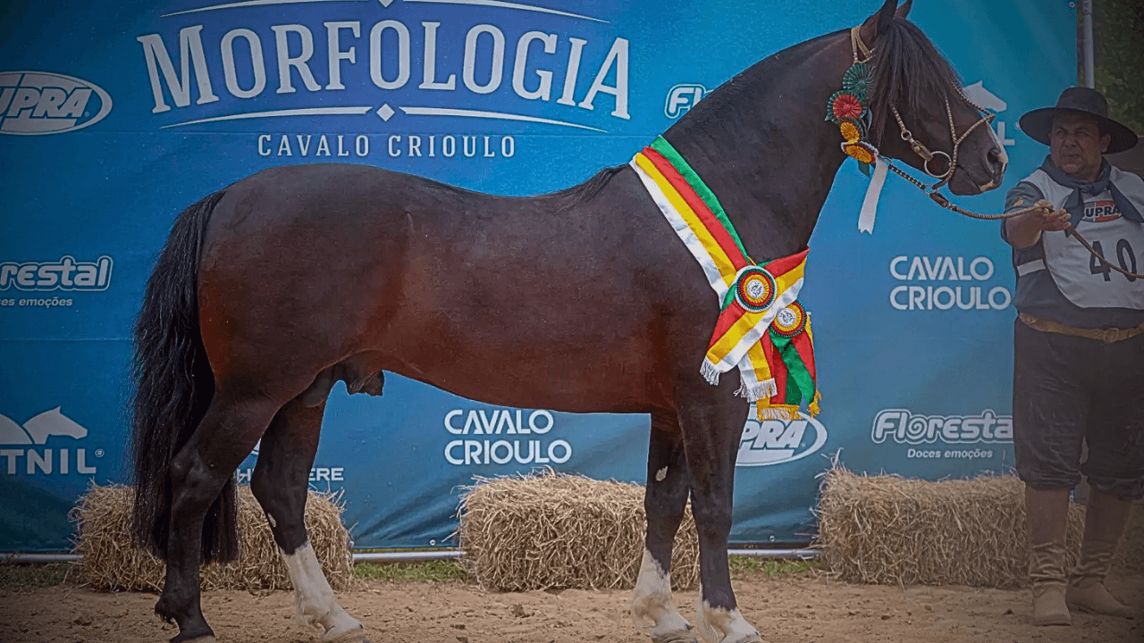 Santo Pago charrua Brilha e Garante Vaga na Expointer 2026
