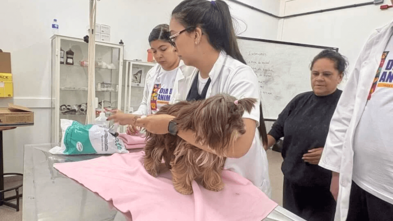 Ulbra Oferece Atendimento Veterinário Gratuito e acelera Formação de Alunos