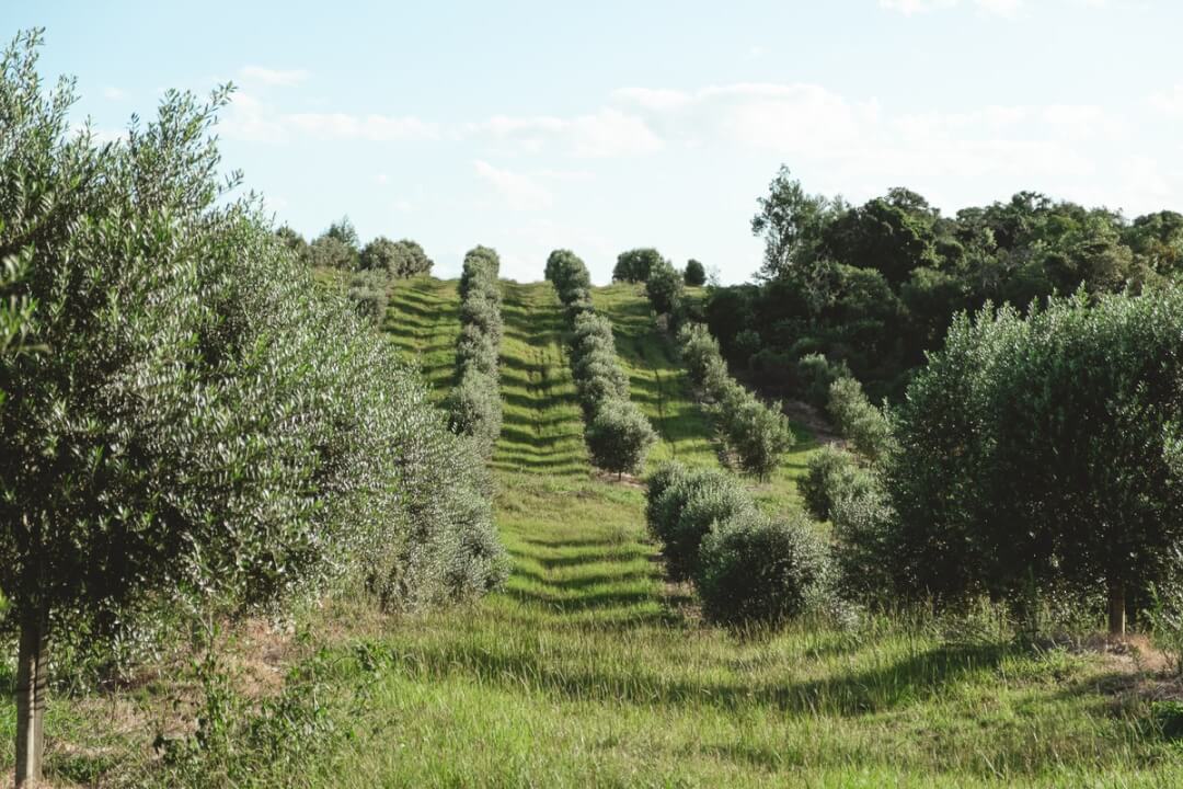 Azeite Gaúcho Conquista Prêmio e é eleito o Melhor do Hemisfério Sul