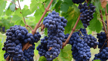 Foto : Ilustrativa Pixabay