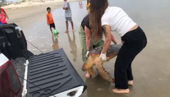 Tartaruga-cabeçuda é resgatada na praia de Mariluz – Jornal Rota do Mar