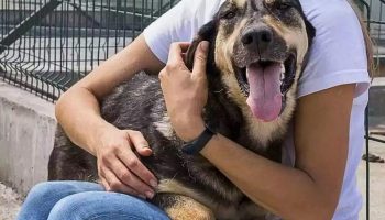 Feira de Adoção em Imbé busca lares Acolhedores para Cães e Gatos