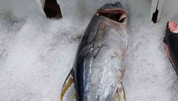 Foto : Litoral Mania