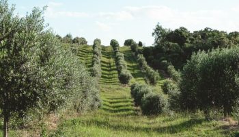 Fazenda Serra dos Tapes, Rio Grande do Sul — Foto: Divulgação | Fazenda Serra dos Tapes